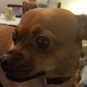 Meet your Posher, Shelley